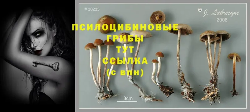 наркотики  Зима  Псилоцибиновые грибы Psilocybe 